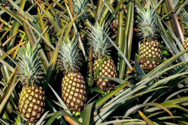 怎么避免菠萝腐烂,用新高脂膜浸泡果实可延长保鲜期