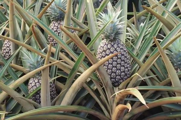 怎么避免菠萝腐烂,用新高脂膜浸泡果实可延长保鲜期