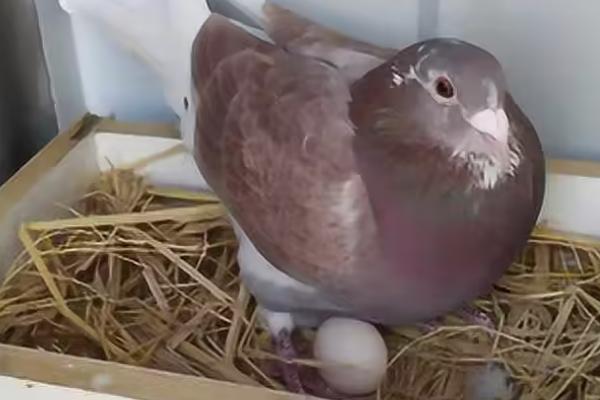 鸽子产蛋后过多久才孵化,一般为17天左右