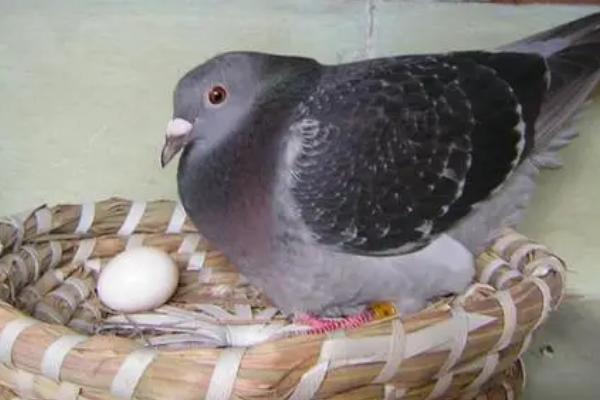 鸽子产蛋后过多久才孵化,一般为17天左右
