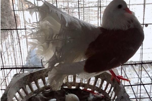 鸽子产蛋后过多久才孵化,一般为17天左右