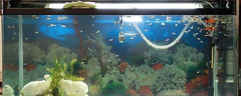 鱼冬季不吃饲料是否正常