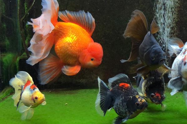 鱼冬季不吃饲料是否正常,鱼冬季食欲下降、不吃食属于正常情况