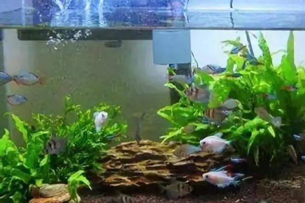 鱼冬季不吃饲料是否正常,鱼冬季食欲下降、不吃食属于正常情况