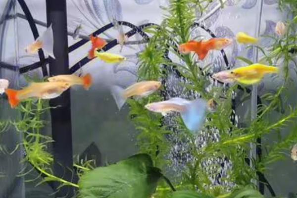 鱼冬季不吃饲料是否正常,鱼冬季食欲下降、不吃食属于正常情况