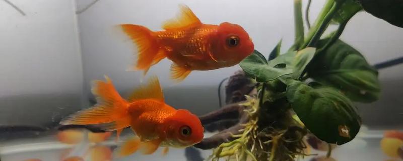 小金鱼和孔雀鱼能不能混养
