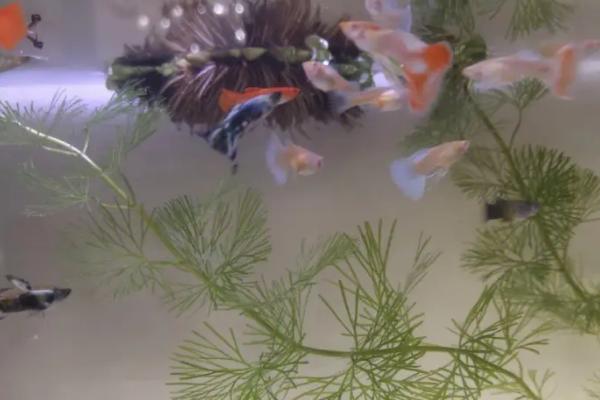 小金鱼和孔雀鱼能不能混养,二者习性不同所以无法混养