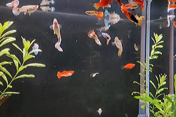 小金鱼和孔雀鱼能不能混养,二者习性不同所以无法混养