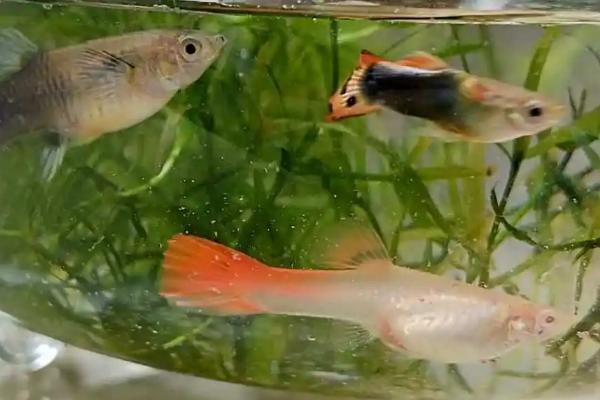 小金鱼和孔雀鱼能不能混养,二者习性不同所以无法混养