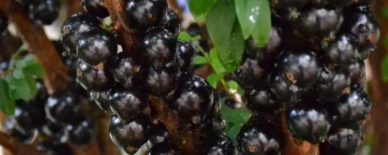 树葡萄属于喜阳还是喜阴植物