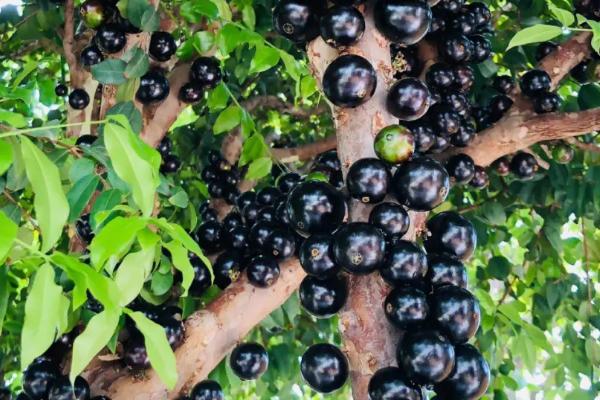 树葡萄属于喜阳还是喜阴植物,属于喜阳植物、对光照的要求比较高