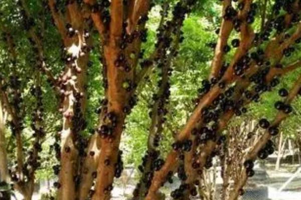 树葡萄属于喜阳还是喜阴植物,属于喜阳植物、对光照的要求比较高