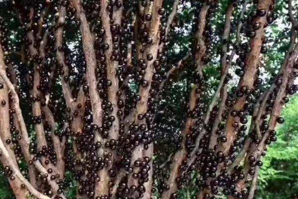 树葡萄属于喜阳还是喜阴植物,属于喜阳植物、对光照的要求比较高