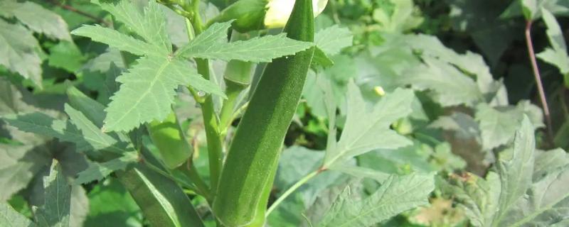 冬天能不能种植秋葵