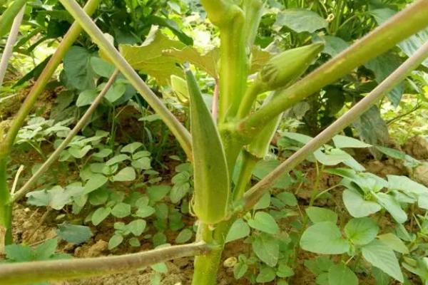 冬天能不能种植秋葵,需要在温室或大棚内种植