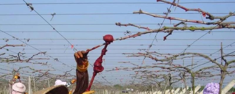 对葡萄使用破眠剂的原因