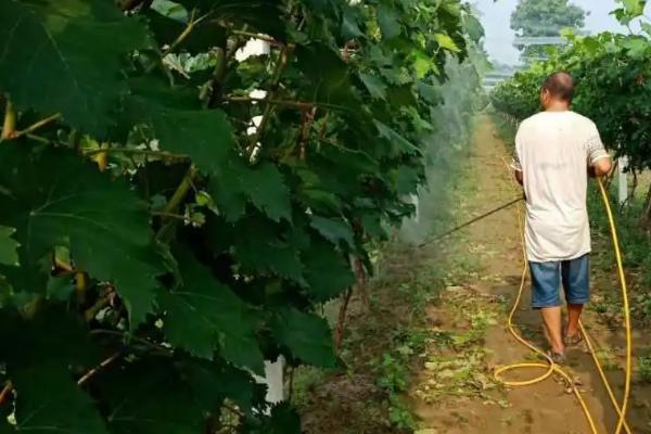 对葡萄使用破眠剂的原因,使用后可代替葡萄休眠的部分需冷量