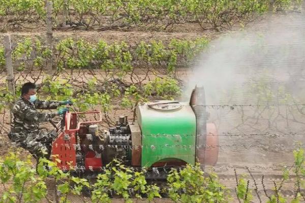 对葡萄使用破眠剂的原因,使用后可代替葡萄休眠的部分需冷量