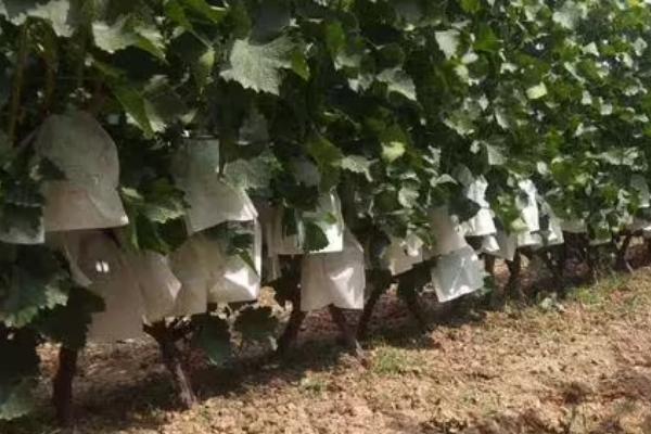 对葡萄使用破眠剂的原因,使用后可代替葡萄休眠的部分需冷量