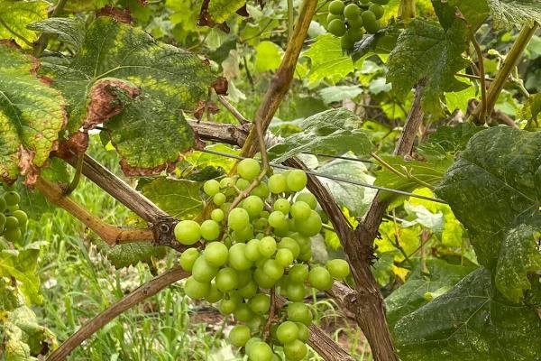 对葡萄使用破眠剂的原因,使用后可代替葡萄休眠的部分需冷量