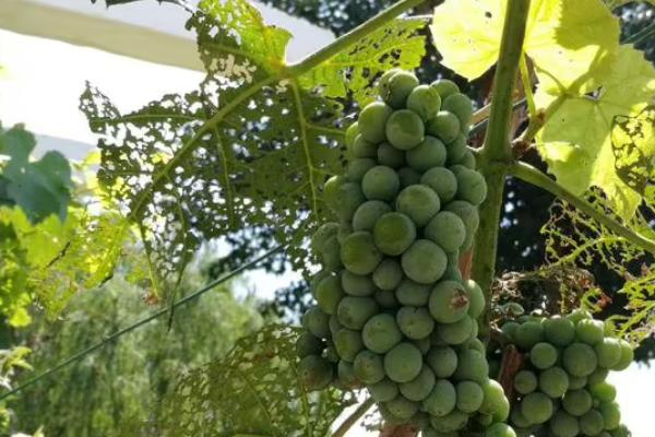 对葡萄使用破眠剂的原因,使用后可代替葡萄休眠的部分需冷量