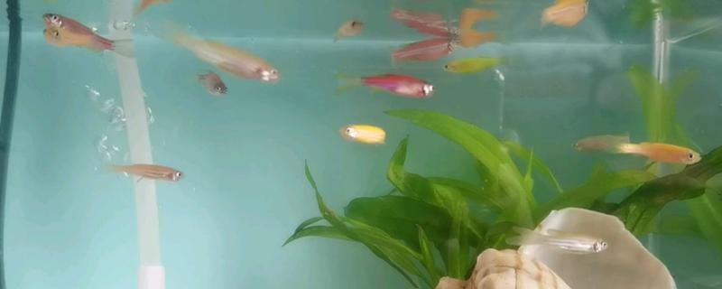 斑马鱼的生长速度快不快