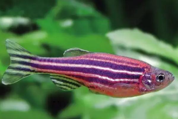 斑马鱼的生长速度快不快,属于生长速度较快的鱼类