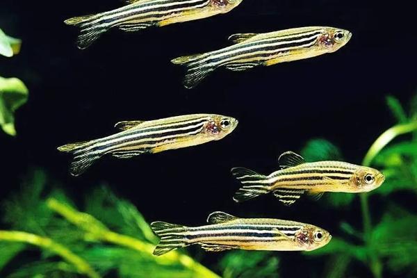 斑马鱼的生长速度快不快,属于生长速度较快的鱼类