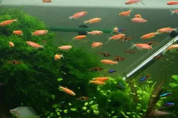 斑马鱼的生长速度快不快,属于生长速度较快的鱼类