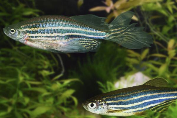 斑马鱼的生长速度快不快,属于生长速度较快的鱼类