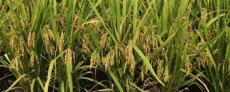 水稻早衰如何处理