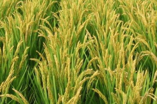 水稻早衰如何处理,可在孕穗末期及齐穗期、每隔5-7天喷1次叶面肥