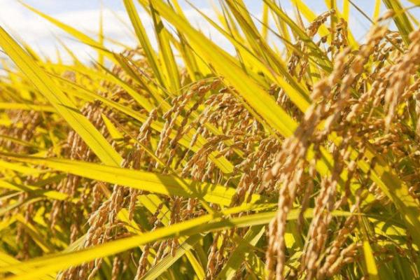 水稻早衰如何处理,可在孕穗末期及齐穗期、每隔5-7天喷1次叶面肥