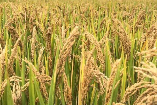 水稻早衰如何处理,可在孕穗末期及齐穗期、每隔5-7天喷1次叶面肥