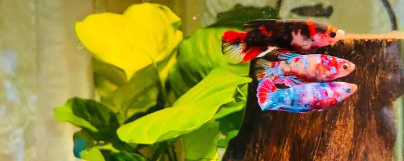斗鱼可以和哪些鱼混养