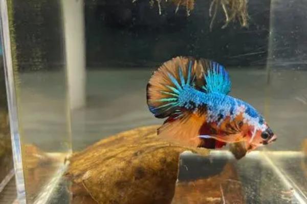 斗鱼可以和哪些鱼混养,斑马鱼、月光鱼、玛丽鱼等鱼种可以和它混养