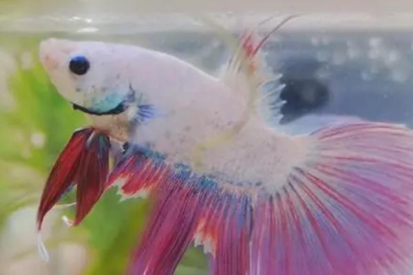 斗鱼可以和哪些鱼混养,斑马鱼、月光鱼、玛丽鱼等鱼种可以和它混养