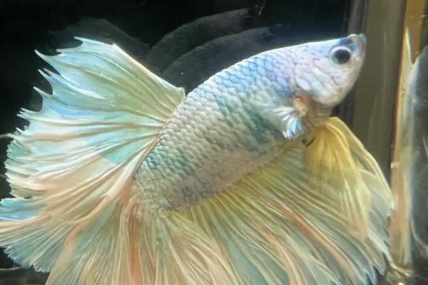 斗鱼可以和哪些鱼混养,斑马鱼、月光鱼、玛丽鱼等鱼种可以和它混养