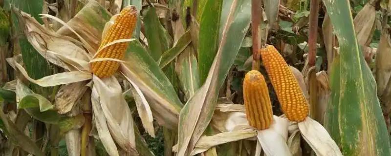 中地77号玉米种的特征特性