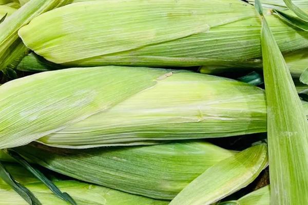 中地77号玉米种的特征特性,在东华北春玉米区的生育期为128天