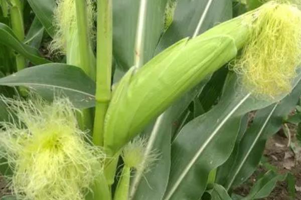 中地77号玉米种的特征特性,在东华北春玉米区的生育期为128天