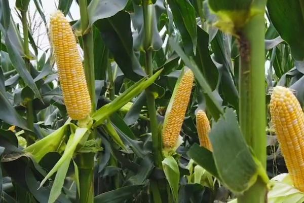 中地77号玉米种的特征特性,在东华北春玉米区的生育期为128天