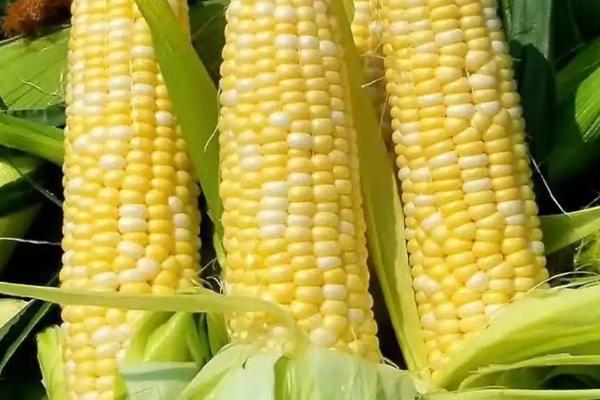 中地77号玉米种的特征特性,在东华北春玉米区的生育期为128天