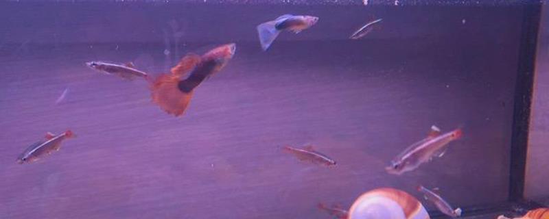 孔雀鱼产仔水温