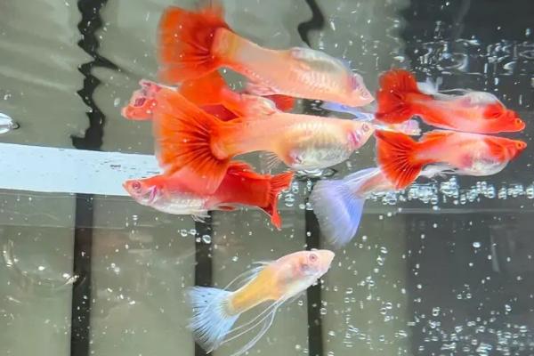 孔雀鱼产仔水温,26-28℃为宜