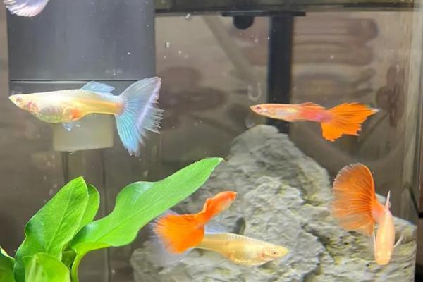 孔雀鱼产仔水温,26-28℃为宜