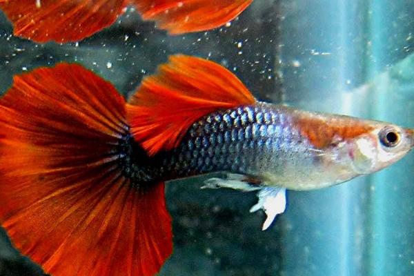 孔雀鱼产仔水温,26-28℃为宜