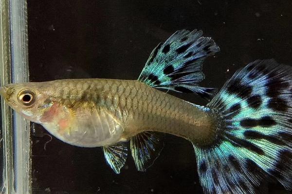 孔雀鱼产仔水温,26-28℃为宜