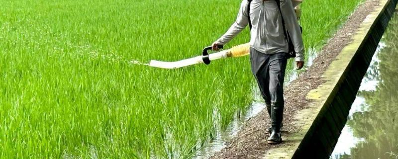 水稻分蘖期的管理方法