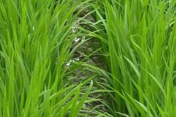 水稻分蘖期的管理方法,需早施分蘖肥